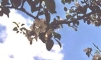 Printemps Printemps