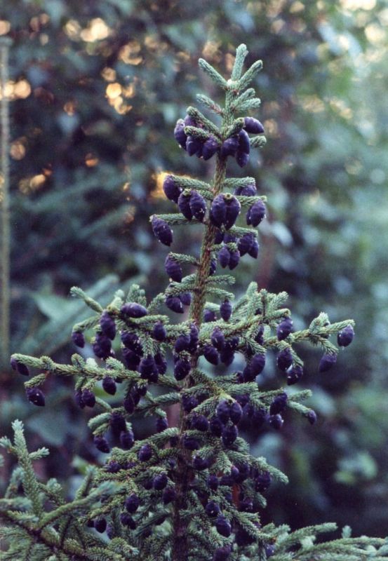Blue spruce