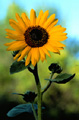 Été Été